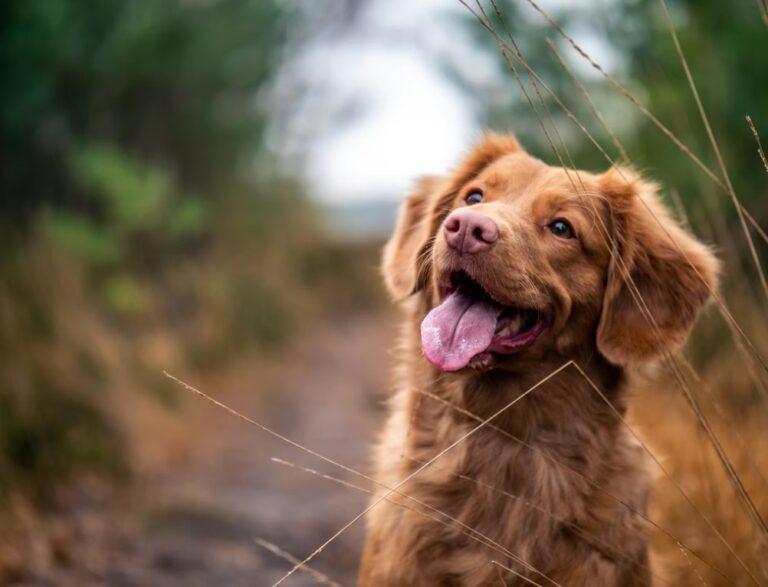 Read more about the article  Hundesnacks die gut für die Gesundheit sind